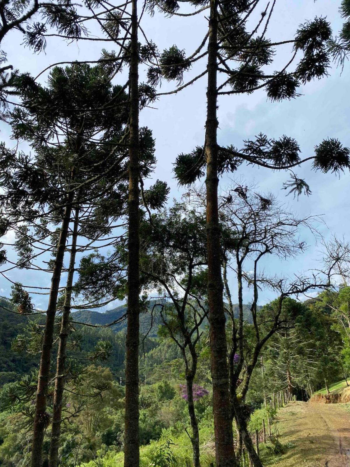 Chales Fazenda Floresta Das Araucarias Cunha Exteriör bild
