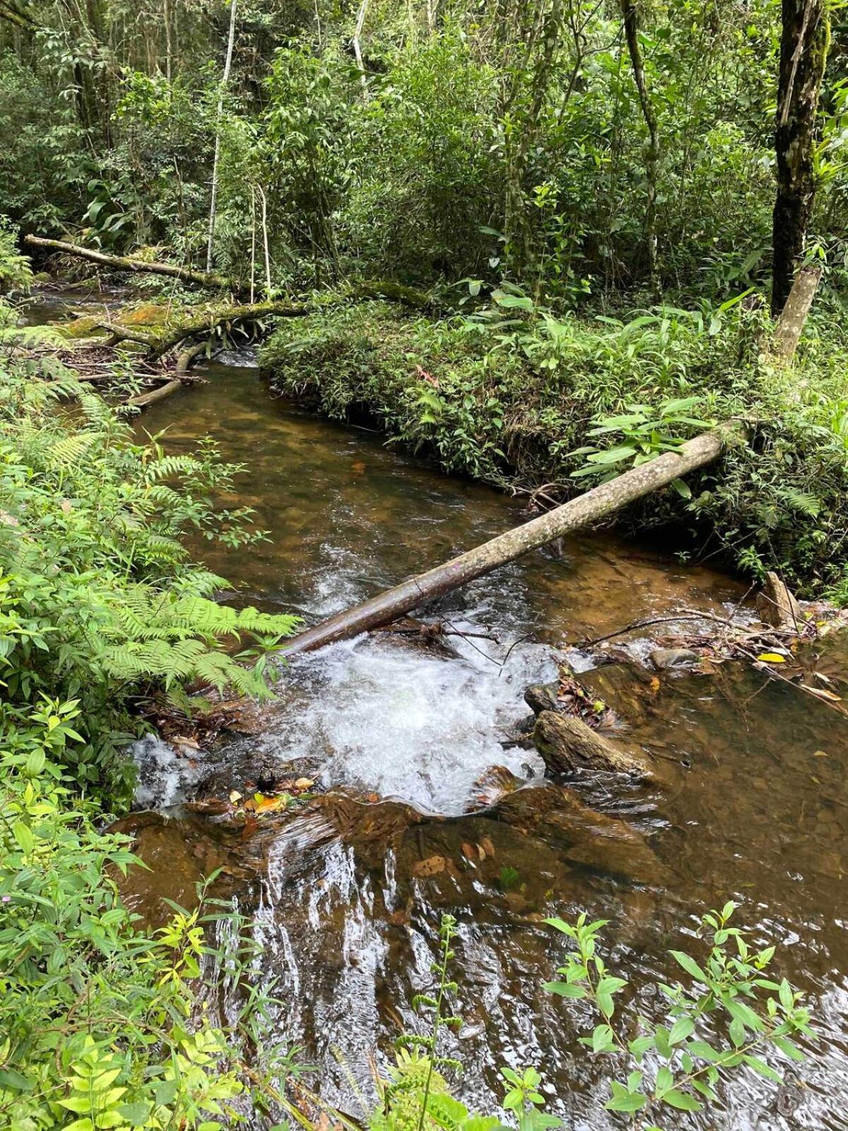 Chales Fazenda Floresta Das Araucarias Cunha Exteriör bild